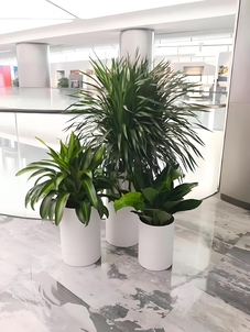 想找海曙植物租摆服务好的?这家超靠谱!