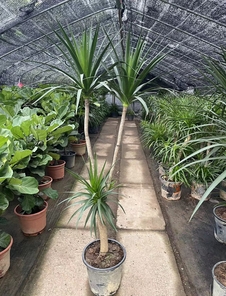 领略宁波盆景租摆之美，打造独特空间氛围！