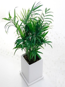 前湾盆景租赁公司，为您打造独特景观盛宴