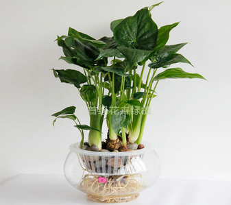 余姚花卉租摆，价格超实惠，打造别样空间！