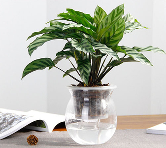 想知道宁波慈溪花卉出租价格？这里有你要的答案