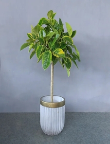 宁波慈溪花卉租摆价格究竟如何？快来看！